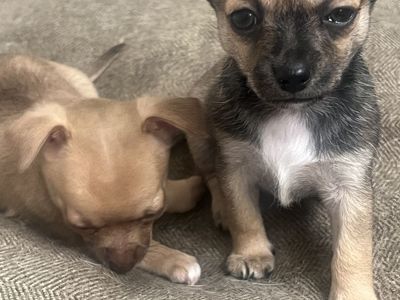 Chihuahua