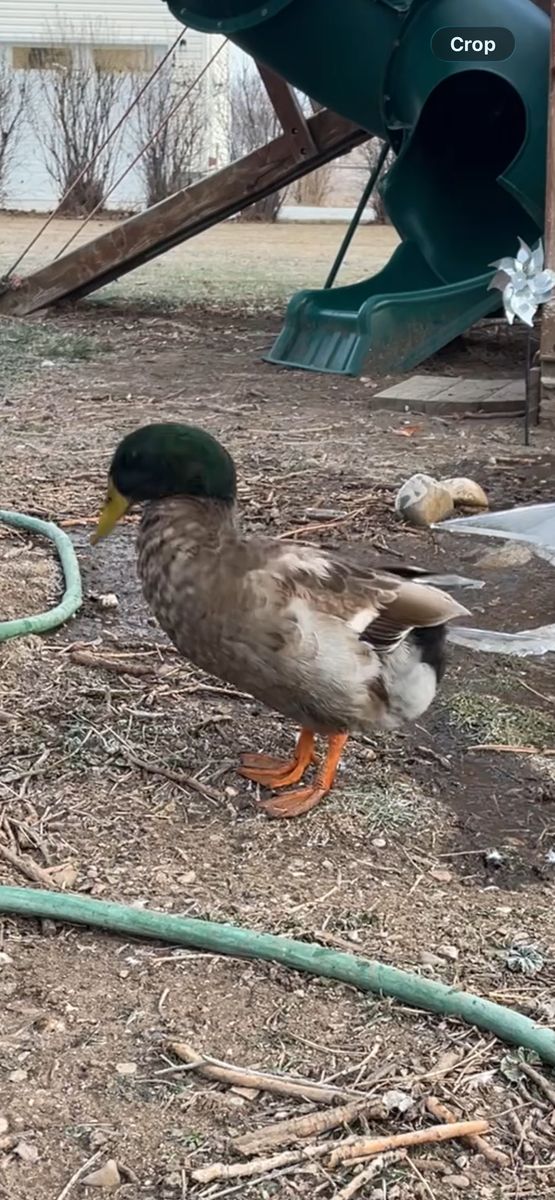 Sokka (Male Khaki Campbell Duck)