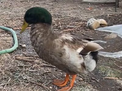Sokka (Male Khaki Campbell Duck)