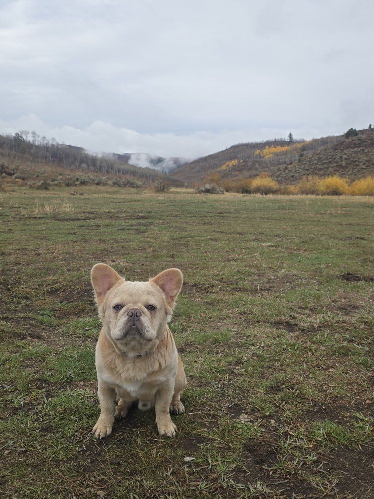 AKC French Bulldog STUD