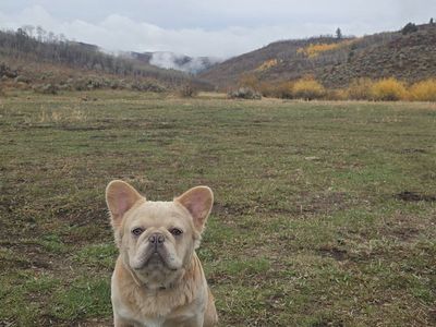 AKC French Bulldog STUD