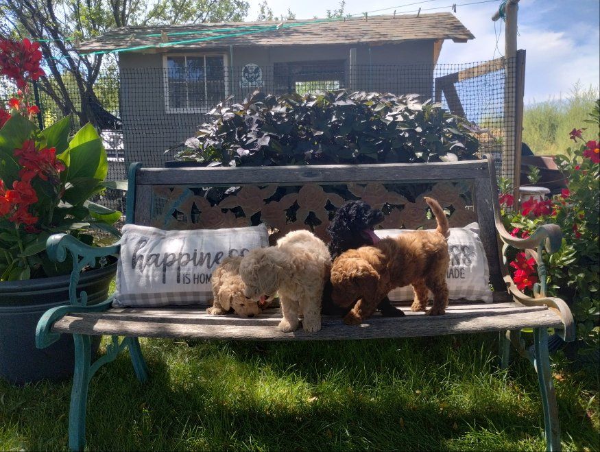 F1BB Mini Goldendoodle Puppies