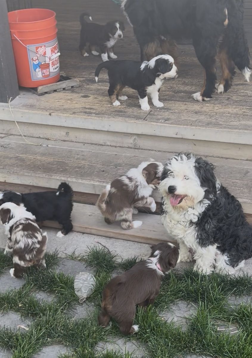 Mini Bernedoodles with rare ALX4 type Blue Eyes
