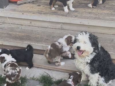 Mini Bernedoodles with rare ALX4 type Blue Eyes