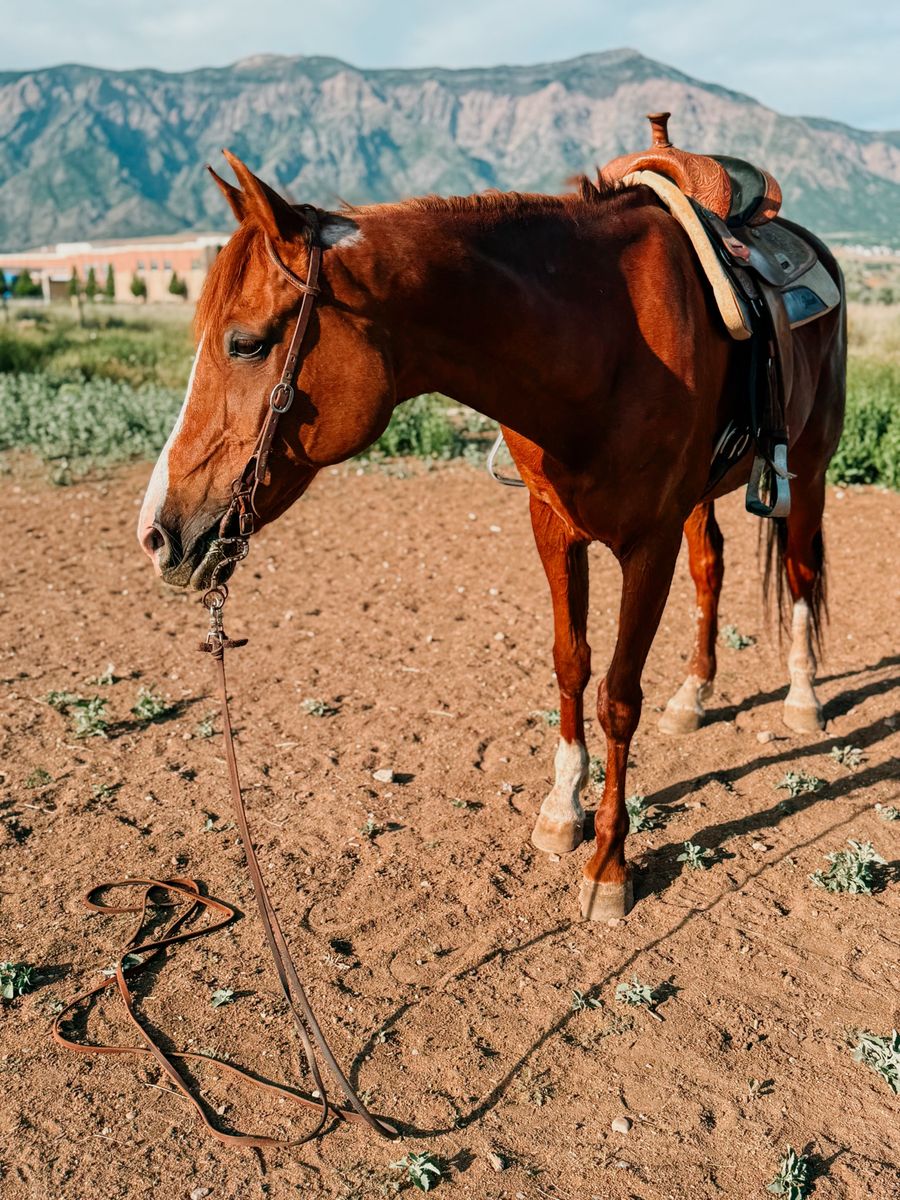 Registered Half-Arabian Gelding