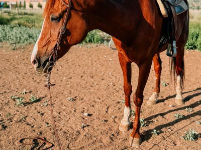 Registered Half-Arabian Gelding