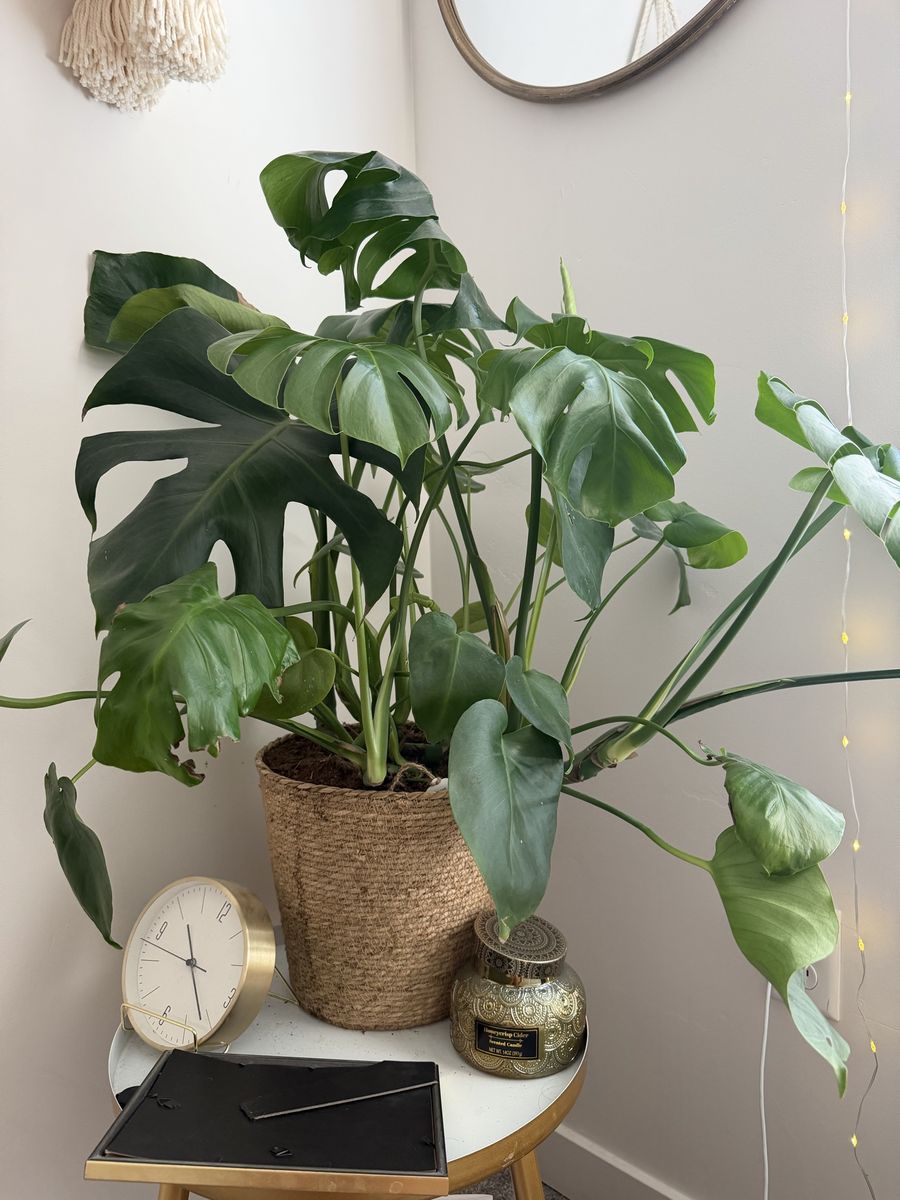 Large Live Monstera Deliciosa Plant with Braided Pot - Lush Green Foliage