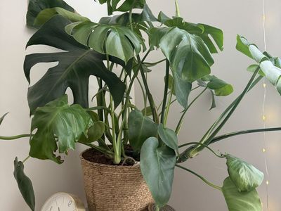 Large Live Monstera Deliciosa Plant with Braided Pot - Lush Green Foliage