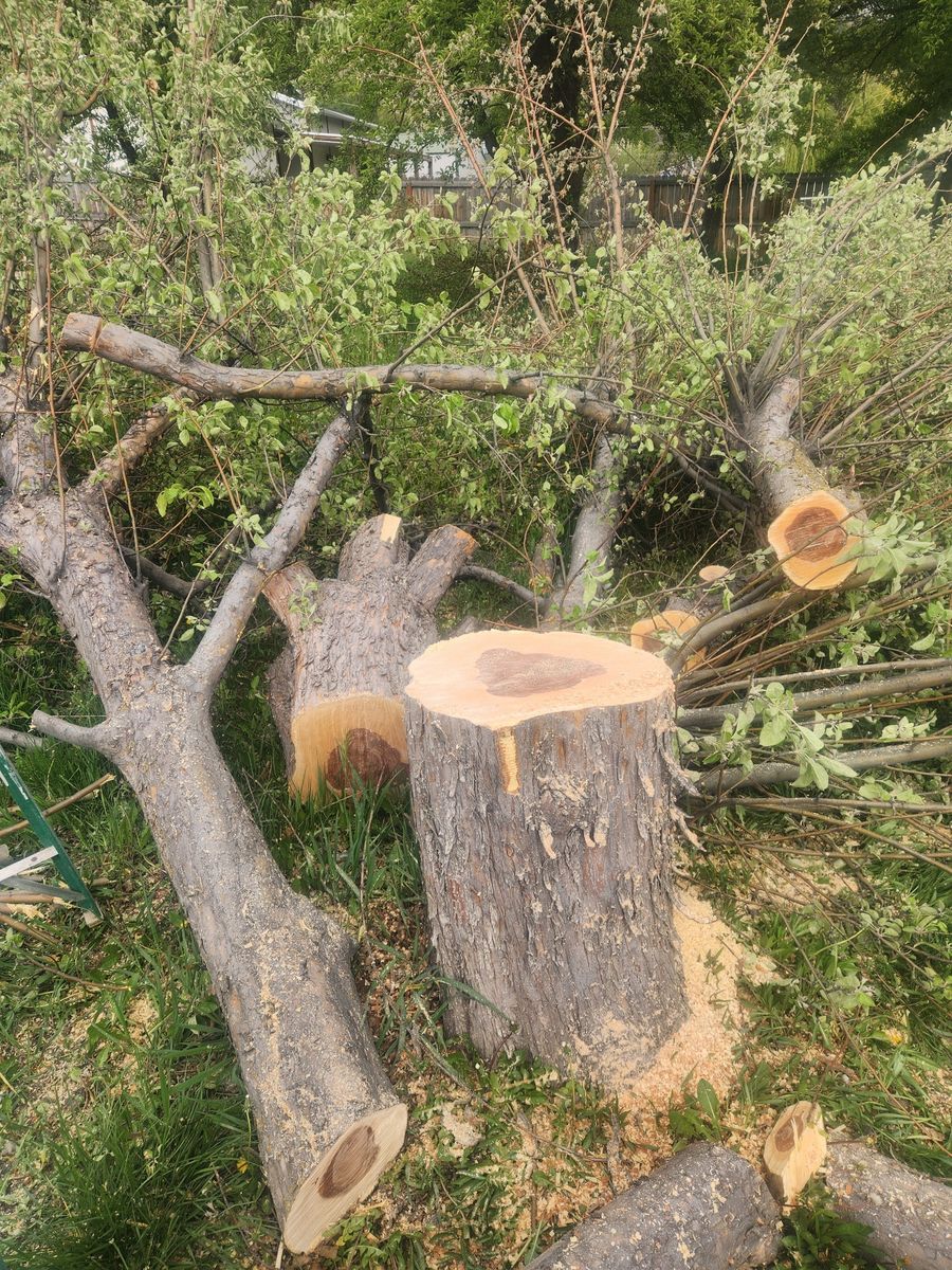 Free Apple Wood, Pine And Ash