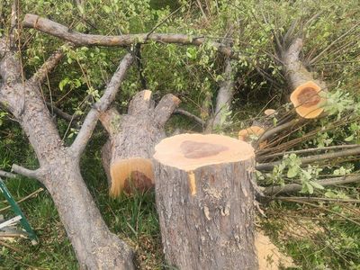 Free Apple Wood, Pine And Ash