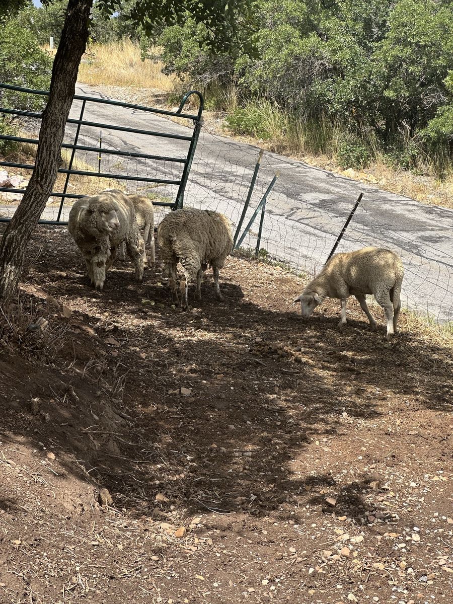 Small ewe flock for sale