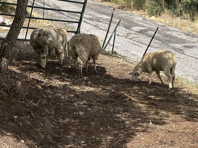 Small ewe flock for sale