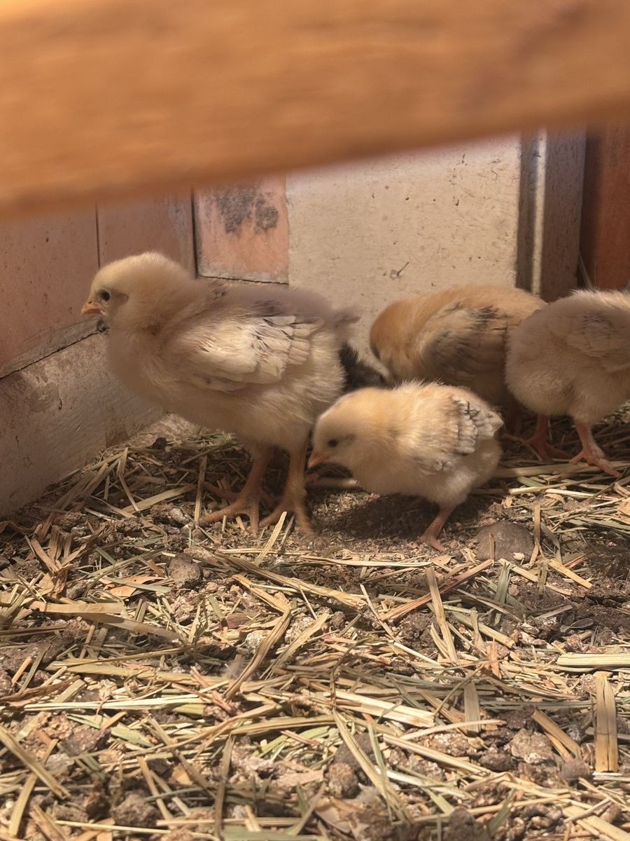 For sale Brahma chicks set of 7