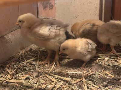 For sale Brahma chicks set of 7