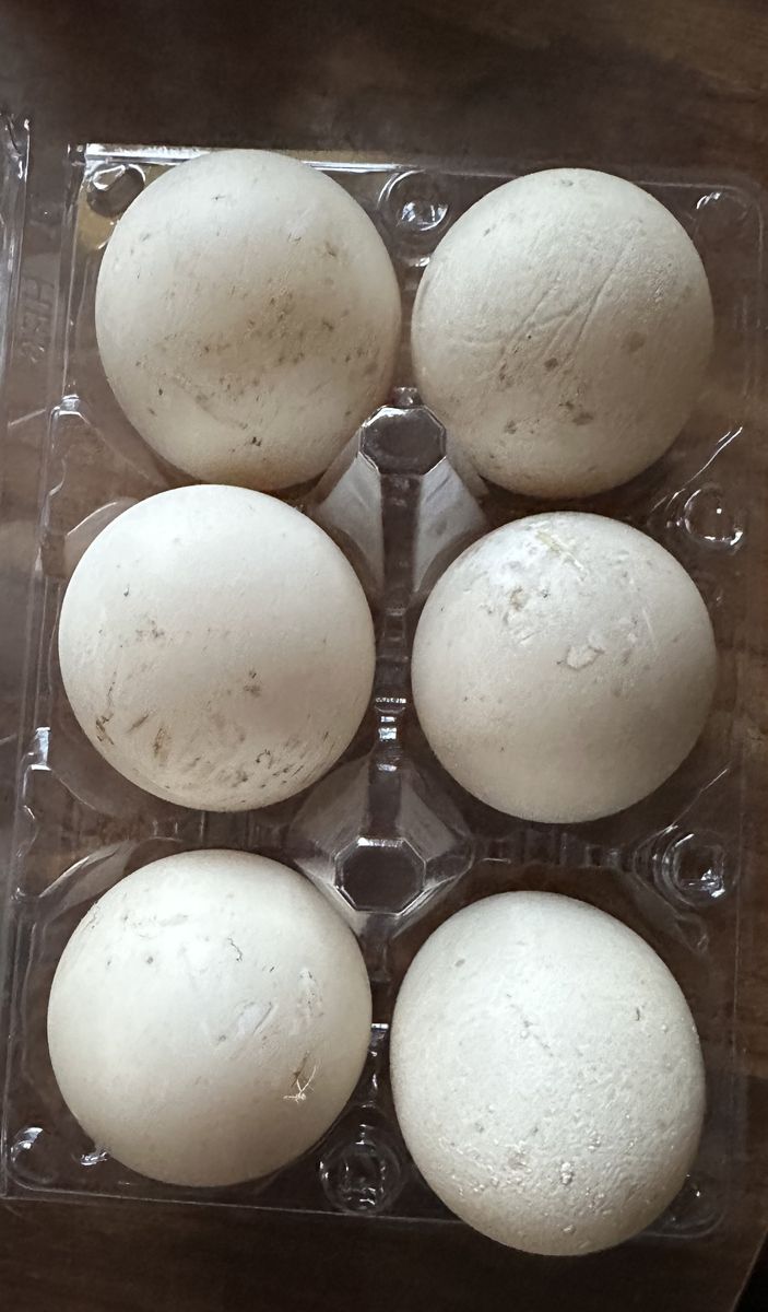 Are You Wanting To Try Duck Eggs?
