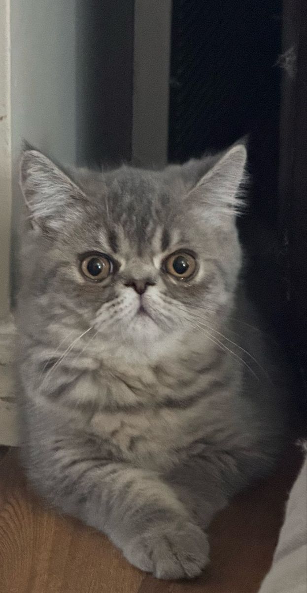 Purebred Persian and Exotic kittens