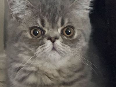 Purebred Persian and Exotic kittens