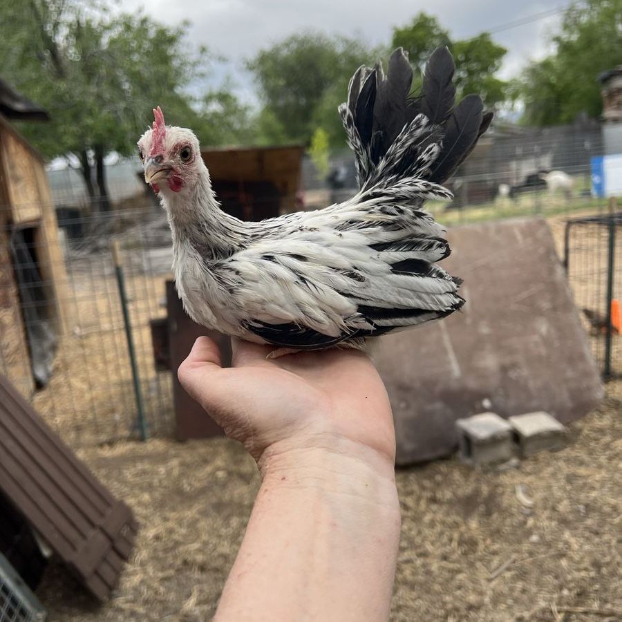 Young Kikiriki Roosters