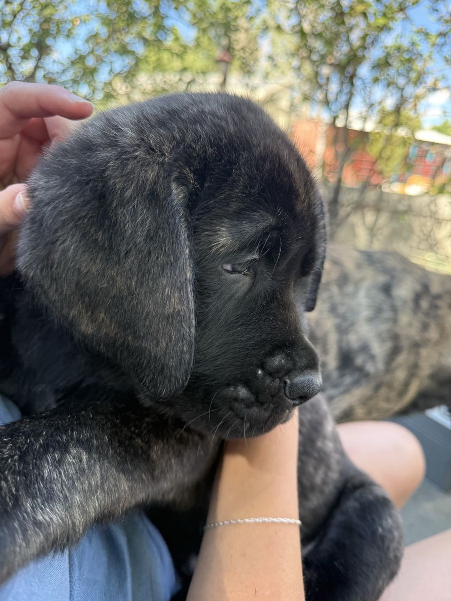 English mastiff puppies akc