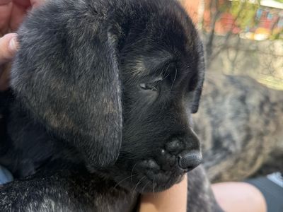 English mastiff puppies akc