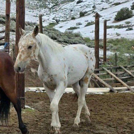 Appaloosa colt