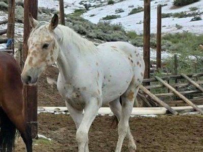 Appaloosa colt