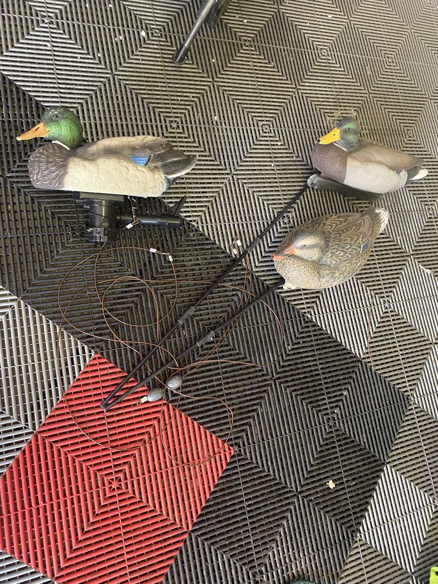 Lucky duck swimmer 2.0 mallards