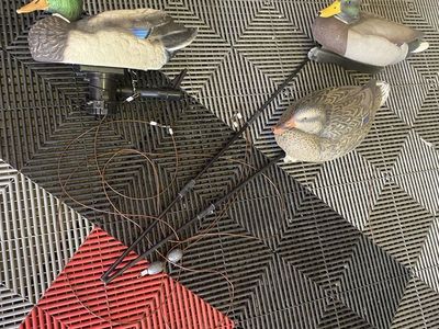 Lucky duck swimmer 2.0 mallards