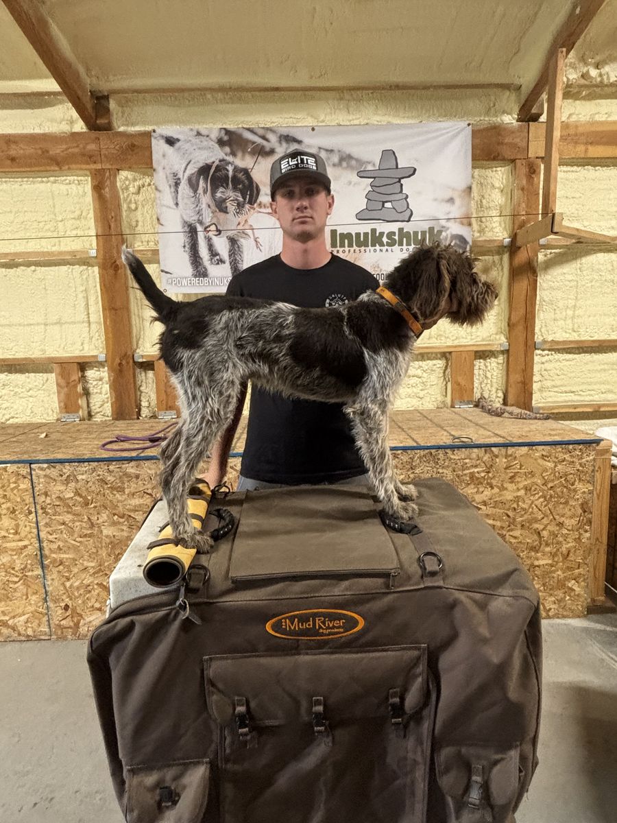 Started German Wirehaired Pointer