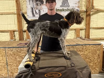 Started German Wirehaired Pointer