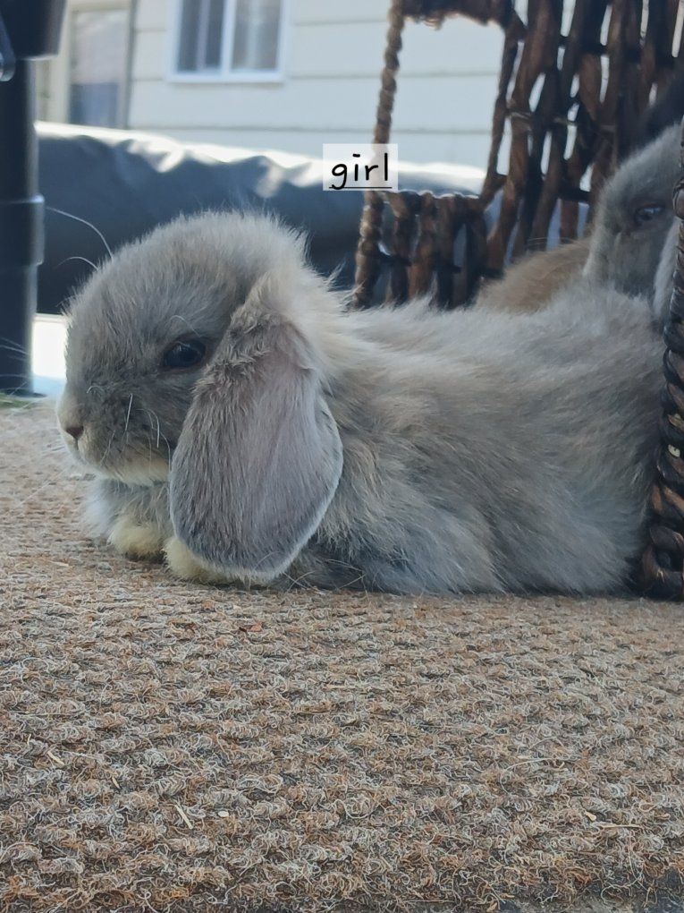 Holland Lop Bunnies