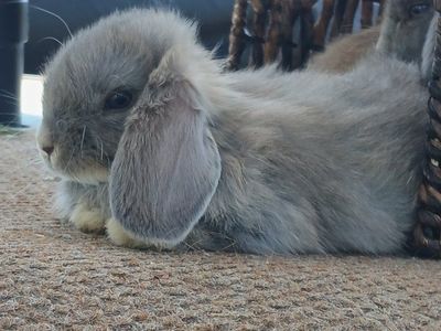 Holland Lop Bunnies