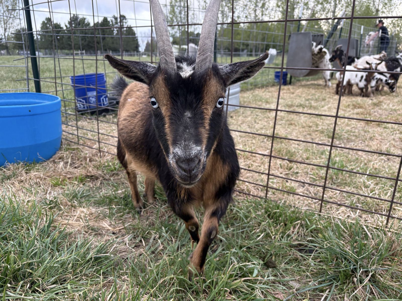 Nigerian dwarf doe goat 3 years