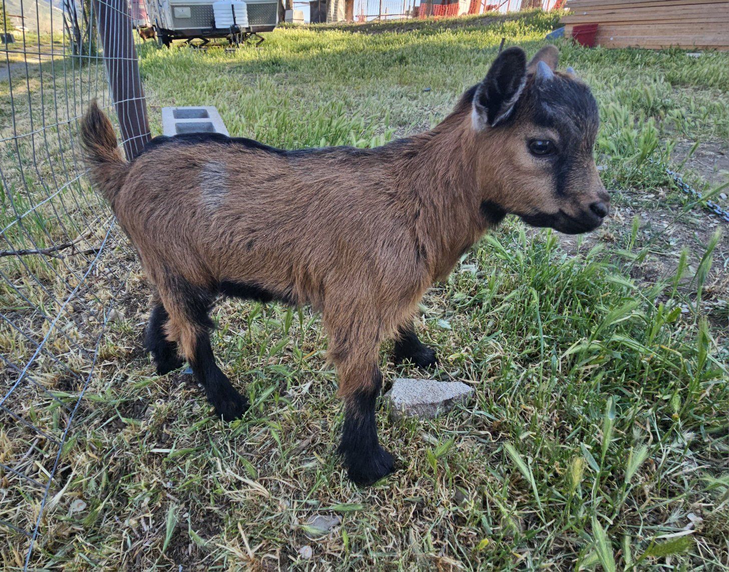 Nigerian Dwarf Goats * Males*