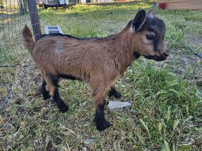 Nigerian Dwarf Goats * Males*
