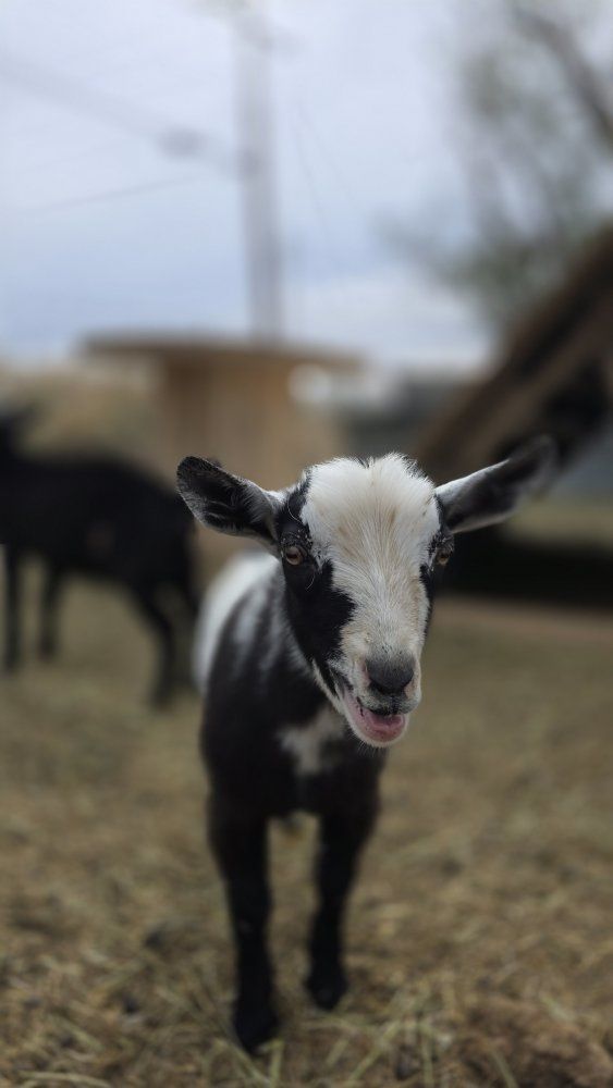 Nigerian Dwarf Buckling