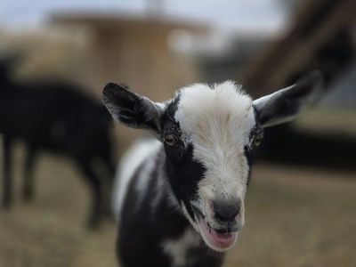 Nigerian Dwarf Buckling