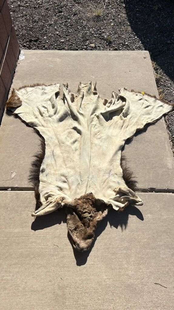 Professionally Wet Tanned Red Stag Hide