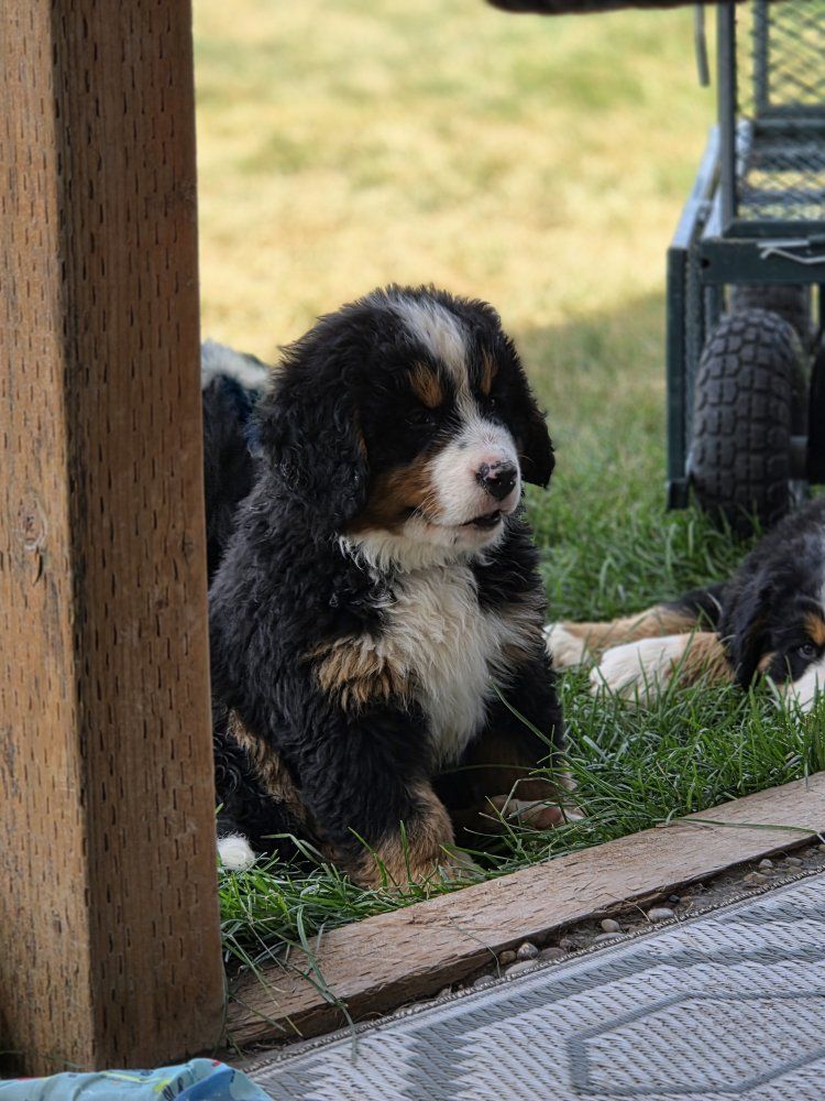 **AKC Bernese Mountain Dog Puppies - Ranch Raised, Proven, Family & Service dogs**