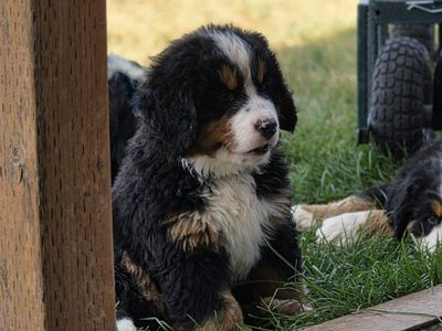 **AKC Bernese Mountain Dog Puppies - Ranch Raised, Proven, Family & Service dogs**