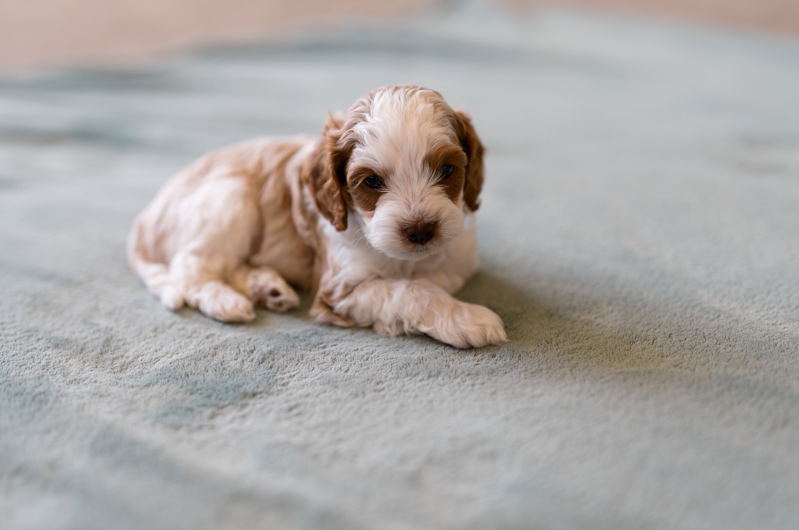 Adorable F1B Cavapoo Puppies - Sweet Temperament, White & Brown, Male