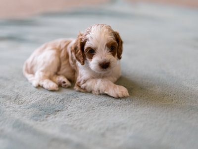Adorable F1B Cavapoo Puppies - Sweet Temperament, White & Brown, Male