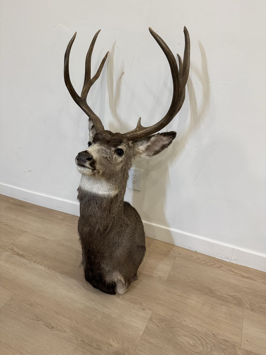 Mule Deer Mount