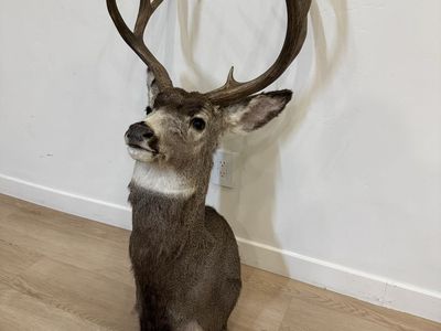Mule Deer Mount
