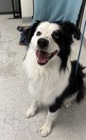 A164389 Stetson, Available for Adoption