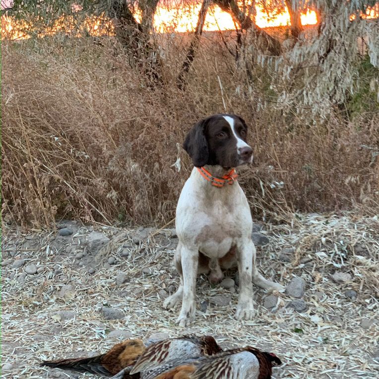 Field-bred English Springer Spaniel Puppies