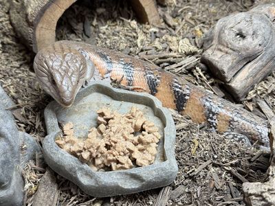 Blue Tongue Skink Breeding Pair