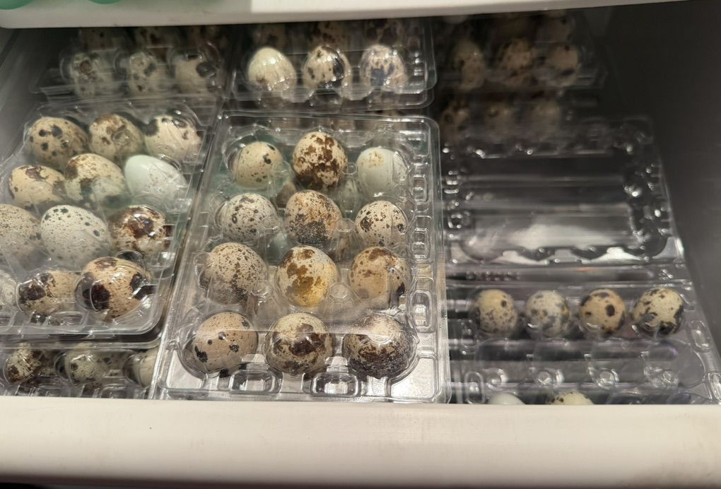 Quail Eggs