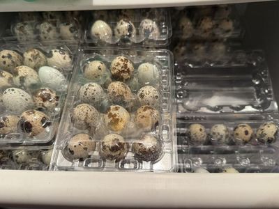 Quail Eggs