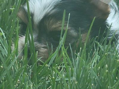 sweet little Yorkies only 1 left (akc yorkie)